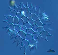 Hydrodictyaceae