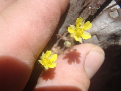 Potentilla albiflora