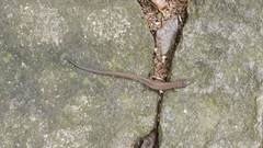 Leposoma scincoides
