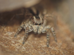 Stenaelurillus marusiki