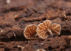 Phaeomarasmius