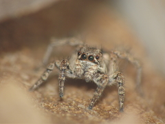 Stenaelurillus marusiki