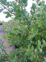 Acanthosyris spinescens