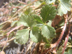 Potentilla albiflora