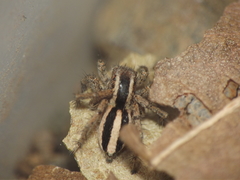 Stenaelurillus marusiki