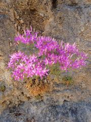 Zeltnera beyrichii