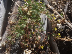 Potentilla albiflora