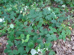 Rubus pedemontanus
