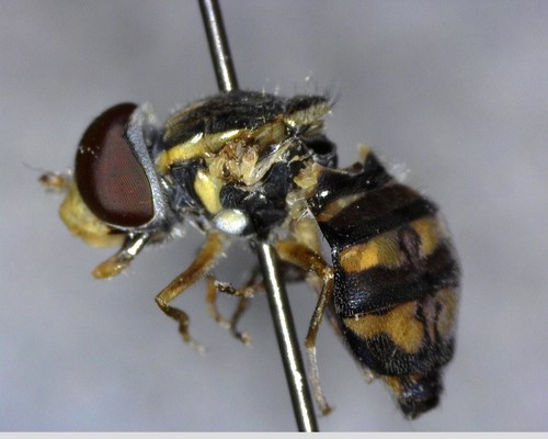 iNaturalist observation photo of Western Calligrapher