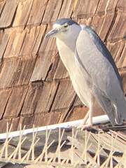 Nycticorax nycticorax
