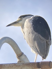 Nycticorax nycticorax