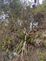 Tillandsia pastensis