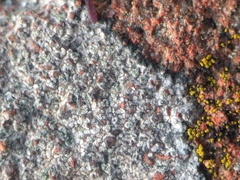 Porpidia soredizodes