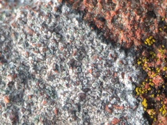 Porpidia soredizodes