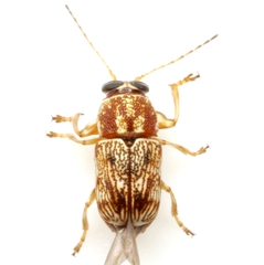 Pachybrachis texanus