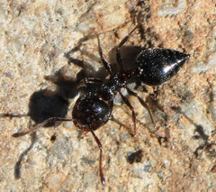 Crematogaster auberti