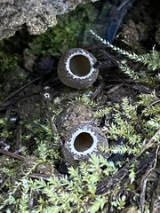 Tarzetta cupularis