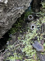 Tarzetta cupularis