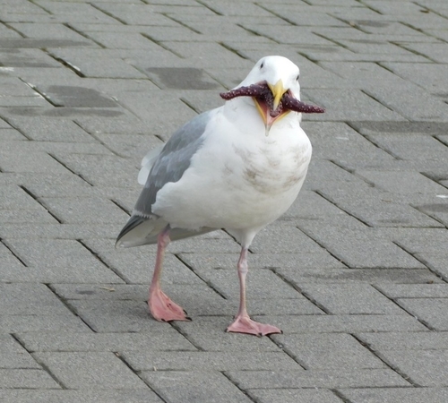 Glaucous-winged Gull｜灰翅鸥 参考照片