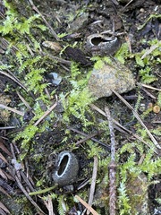 Tarzetta cupularis