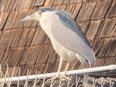 Nycticorax nycticorax