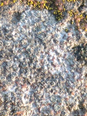 Porpidia soredizodes