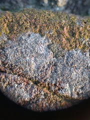 Porpidia soredizodes