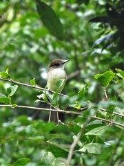 Myiarchus yucatanensis