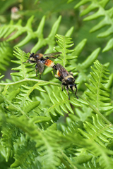 Laphria fernaldi