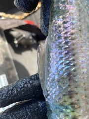 Alosa alabamae