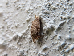 Dahlica triquetrella