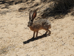 Lepus californicus