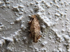 Dahlica triquetrella