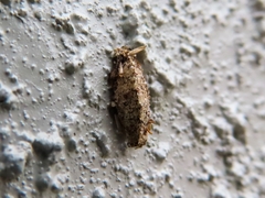 Dahlica triquetrella