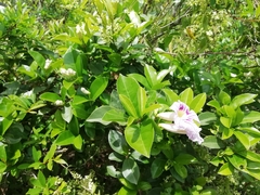 Bignonia callistegioides