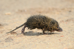 Oxymycterus