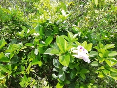 Bignonia callistegioides