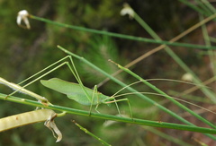 Acrometopa macropoda