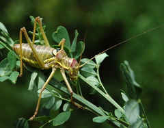 Ephippiger discoidalis