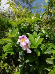 Bignonia callistegioides