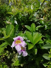 Bignonia callistegioides