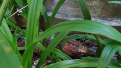 Salvator rufescens
