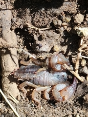 Scorpionoidea