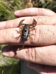 Scorpionoidea