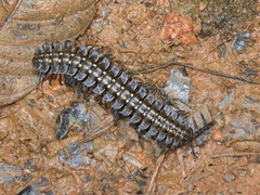 Barydesminae