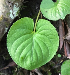 Viola blanda