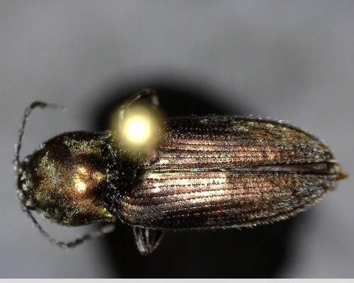 iNaturalist observation photo of Click Beetles