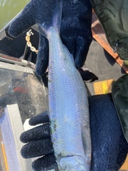 Alosa alabamae
