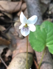 Viola blanda