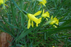 Narcissus minor asturiensis